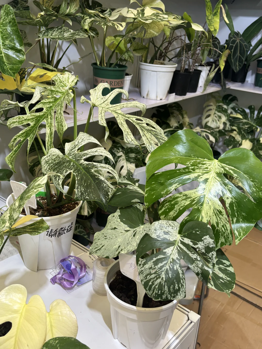 【?打卡领植物?｜中国国际花卉展览会E4C39】