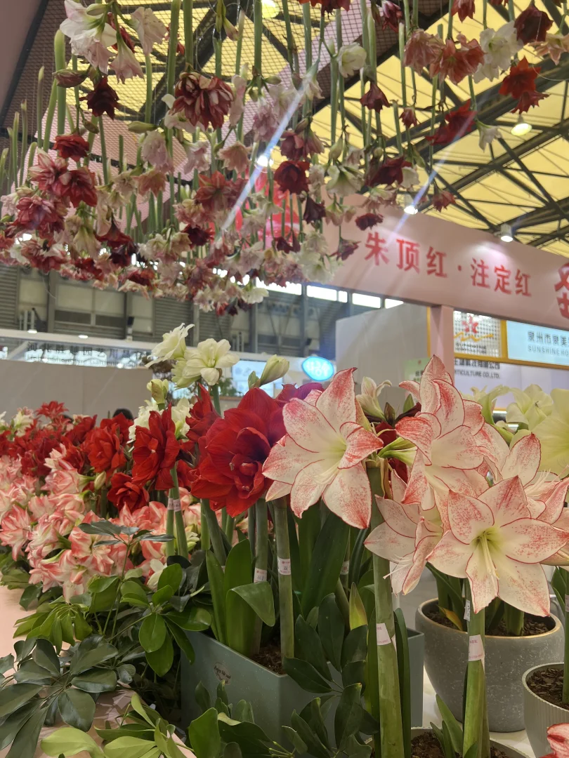 海妈也来国际花卉园艺展览会啦，欢迎来偶遇