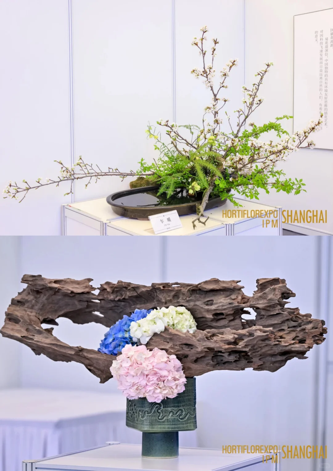 直击现场｜第27届中国国际花卉园艺展览会