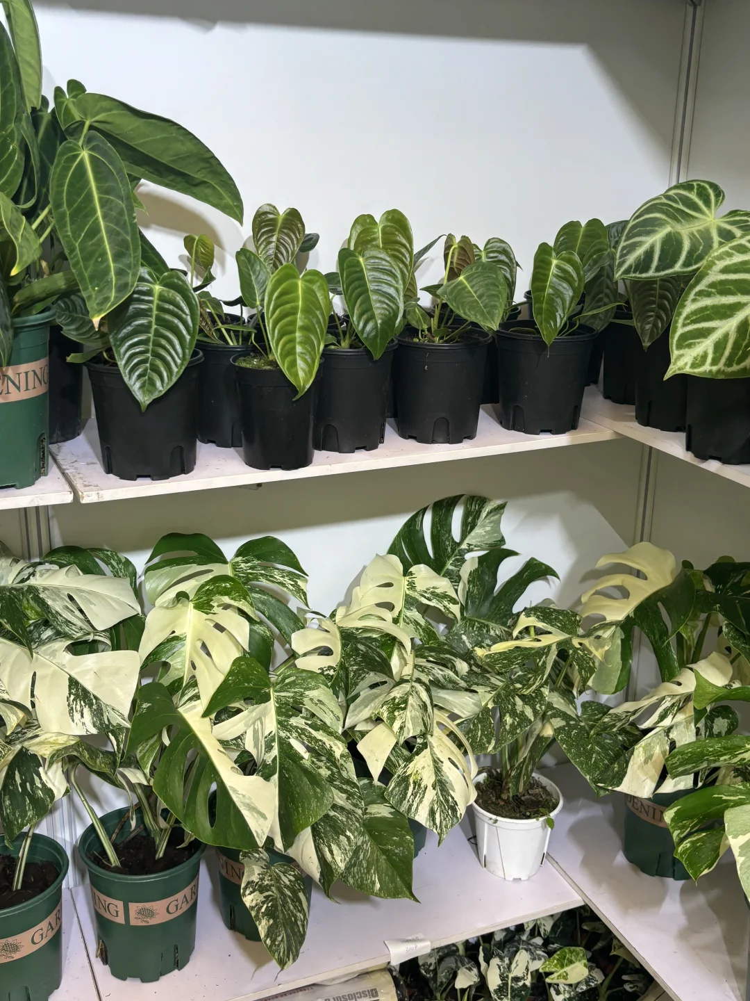 【?打卡领植物?｜中国国际花卉展览会E4C39】