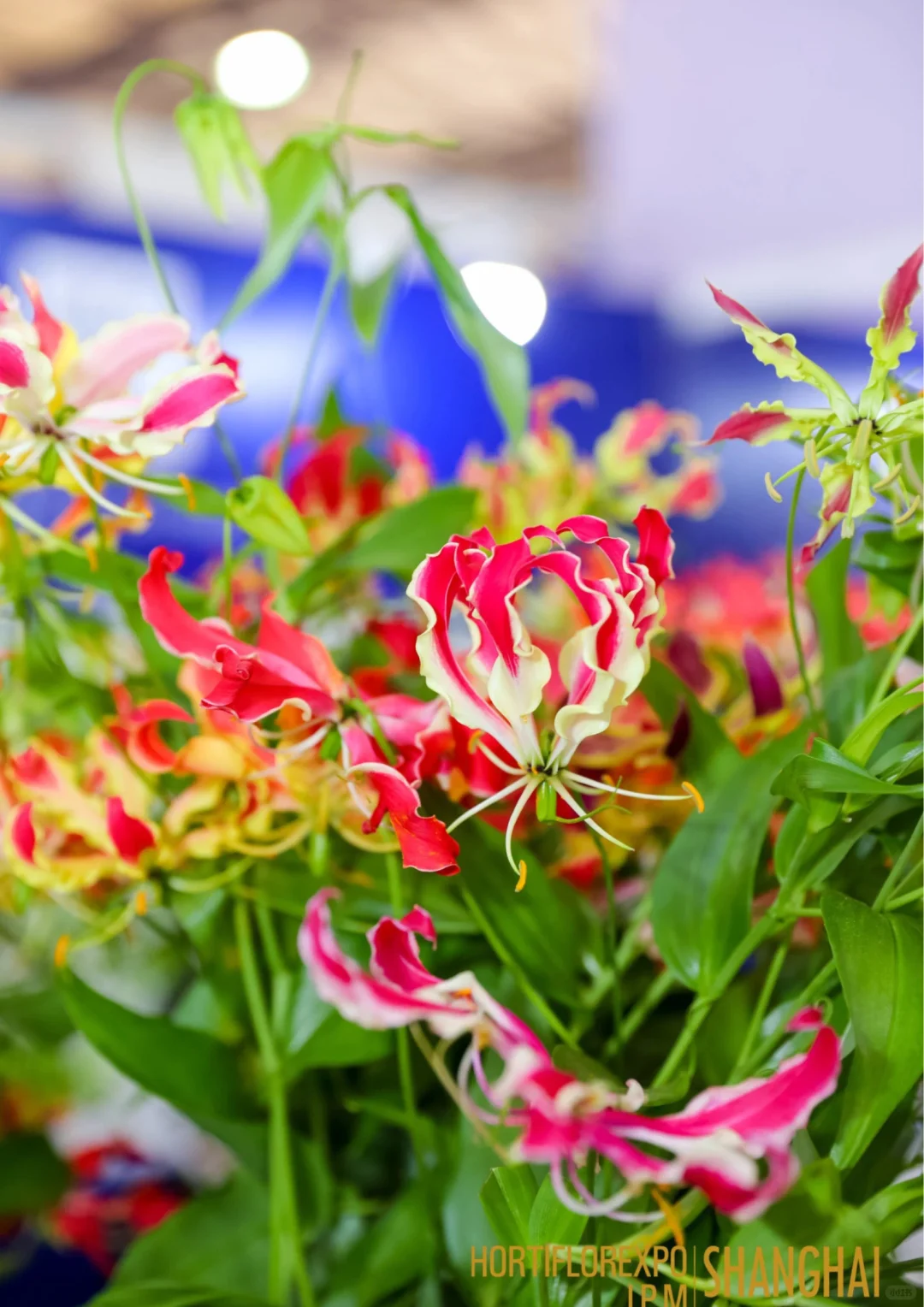 直击现场｜第27届中国国际花卉园艺展览会