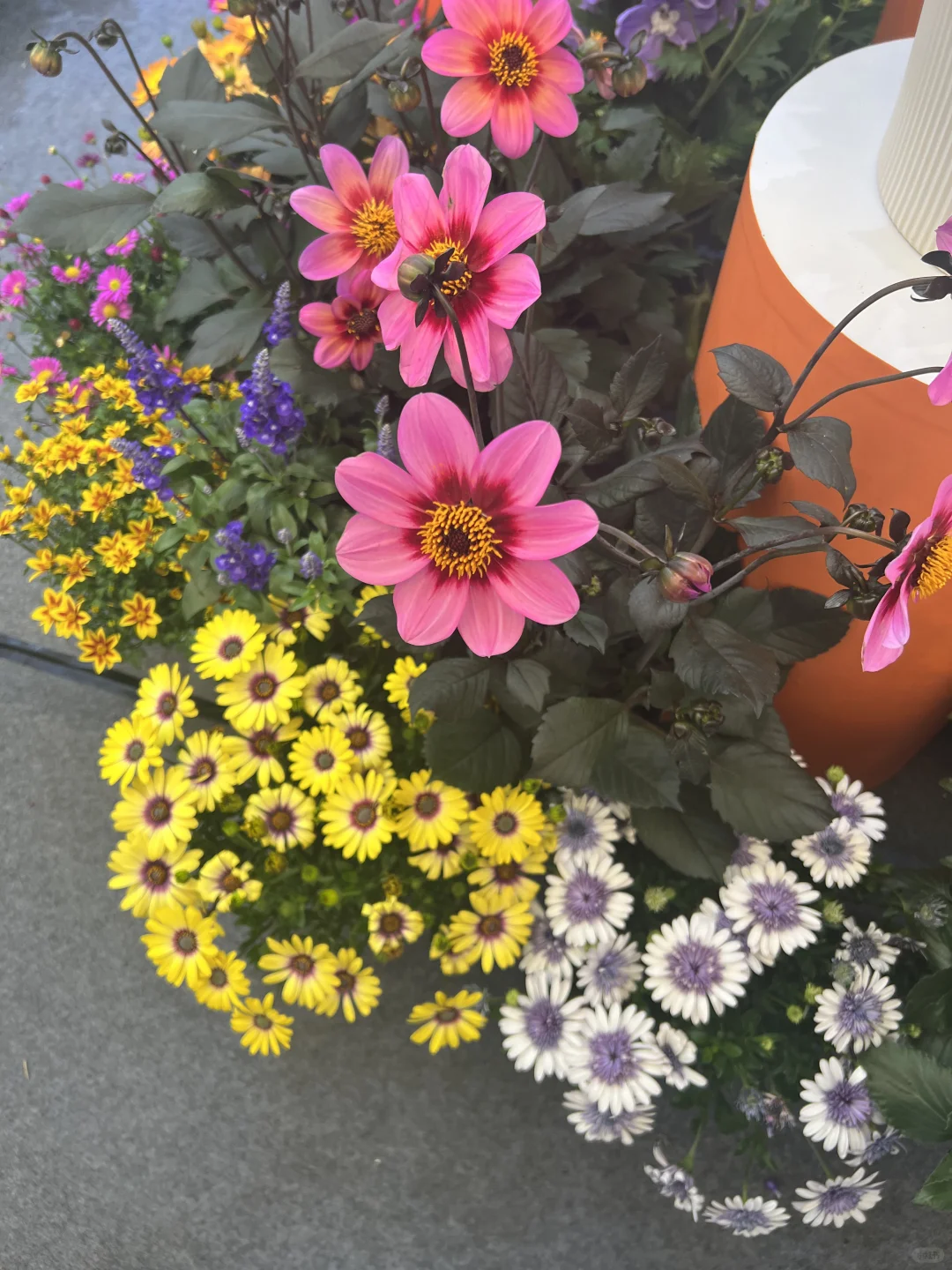 花卉园艺展览会一日游～