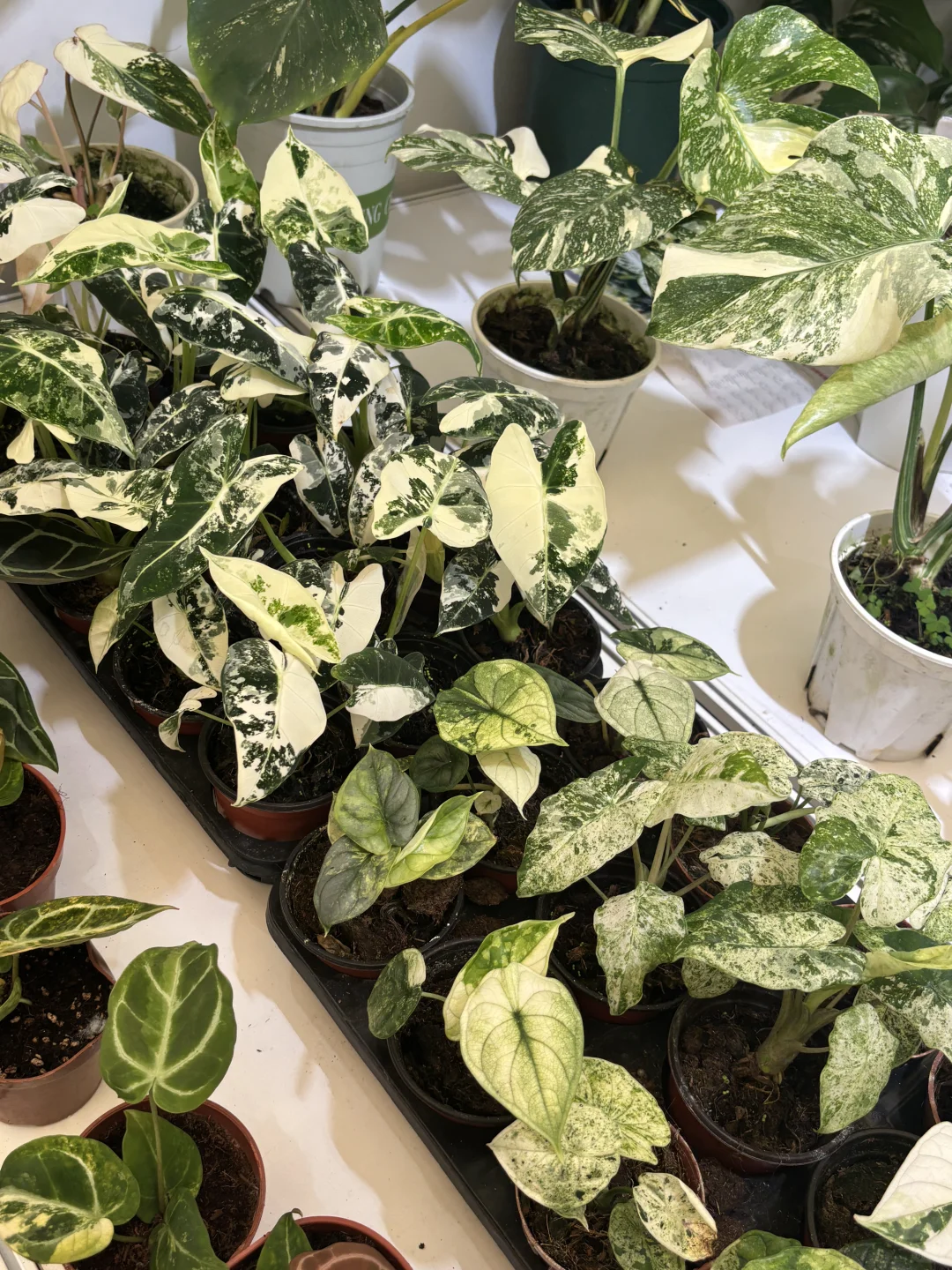 【?打卡领植物?｜中国国际花卉展览会E4C39】