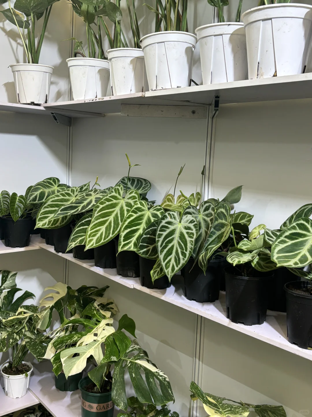 【?打卡领植物?｜中国国际花卉展览会E4C39】