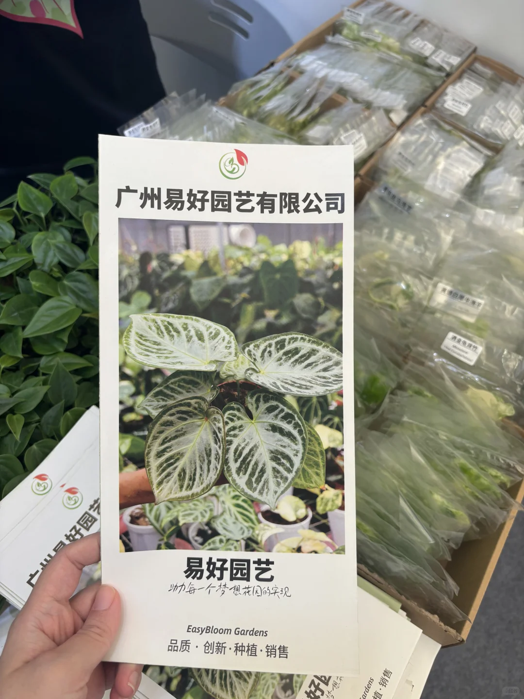 【?打卡领植物?｜中国国际花卉展览会E4C39】