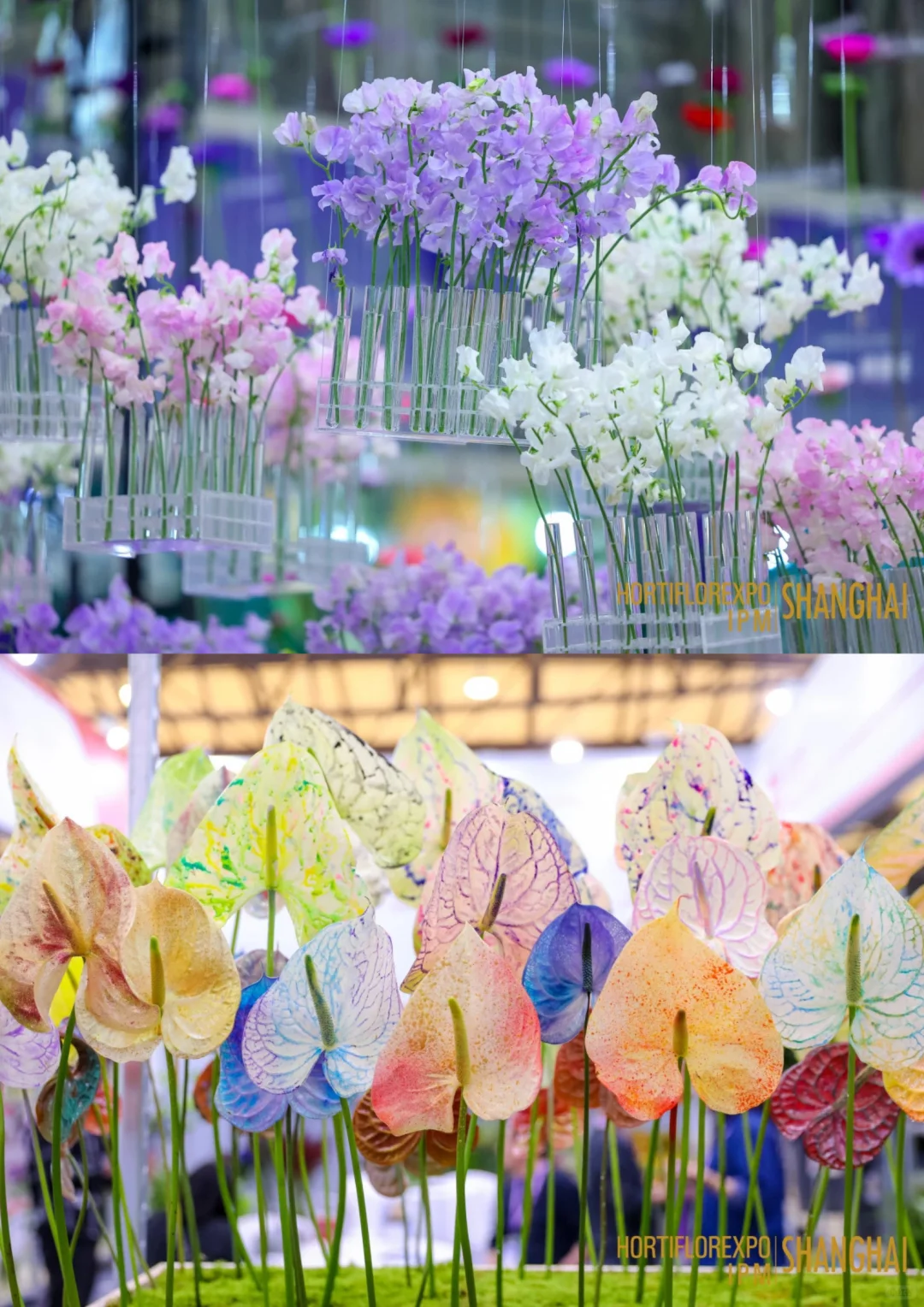 直击现场｜第27届中国国际花卉园艺展览会