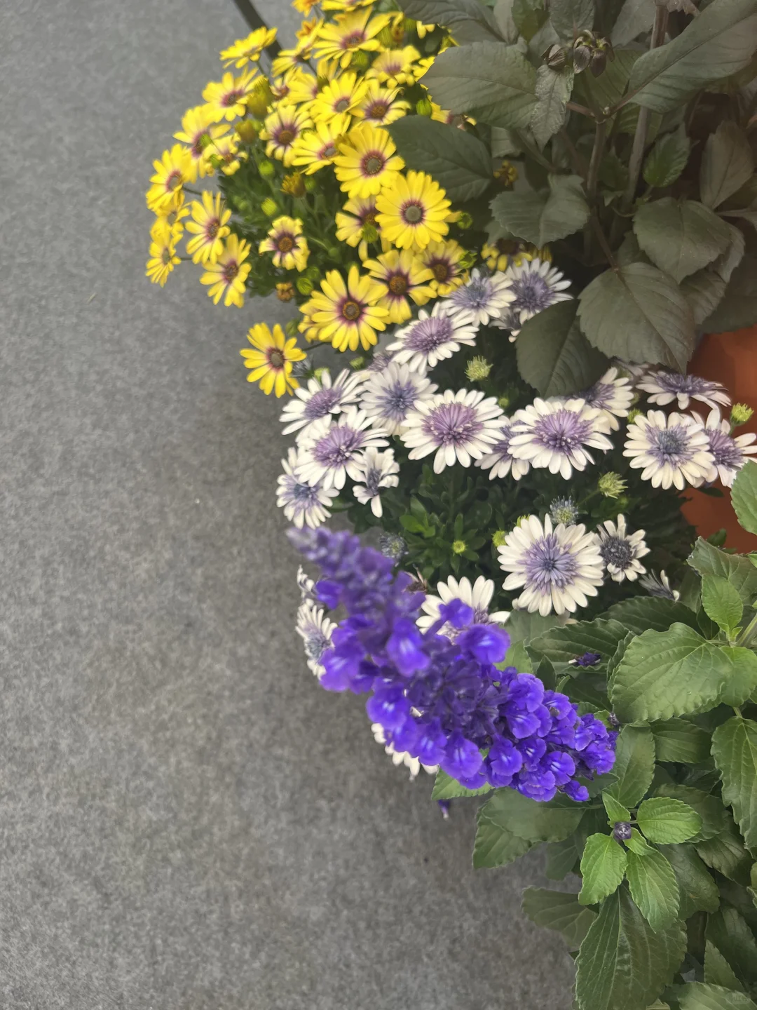 花卉园艺展览会一日游～