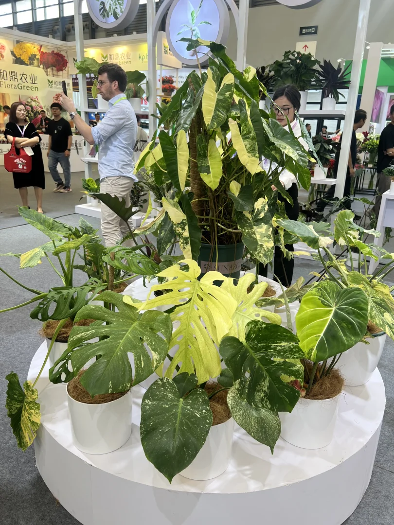 海妈也来国际花卉园艺展览会啦，欢迎来偶遇