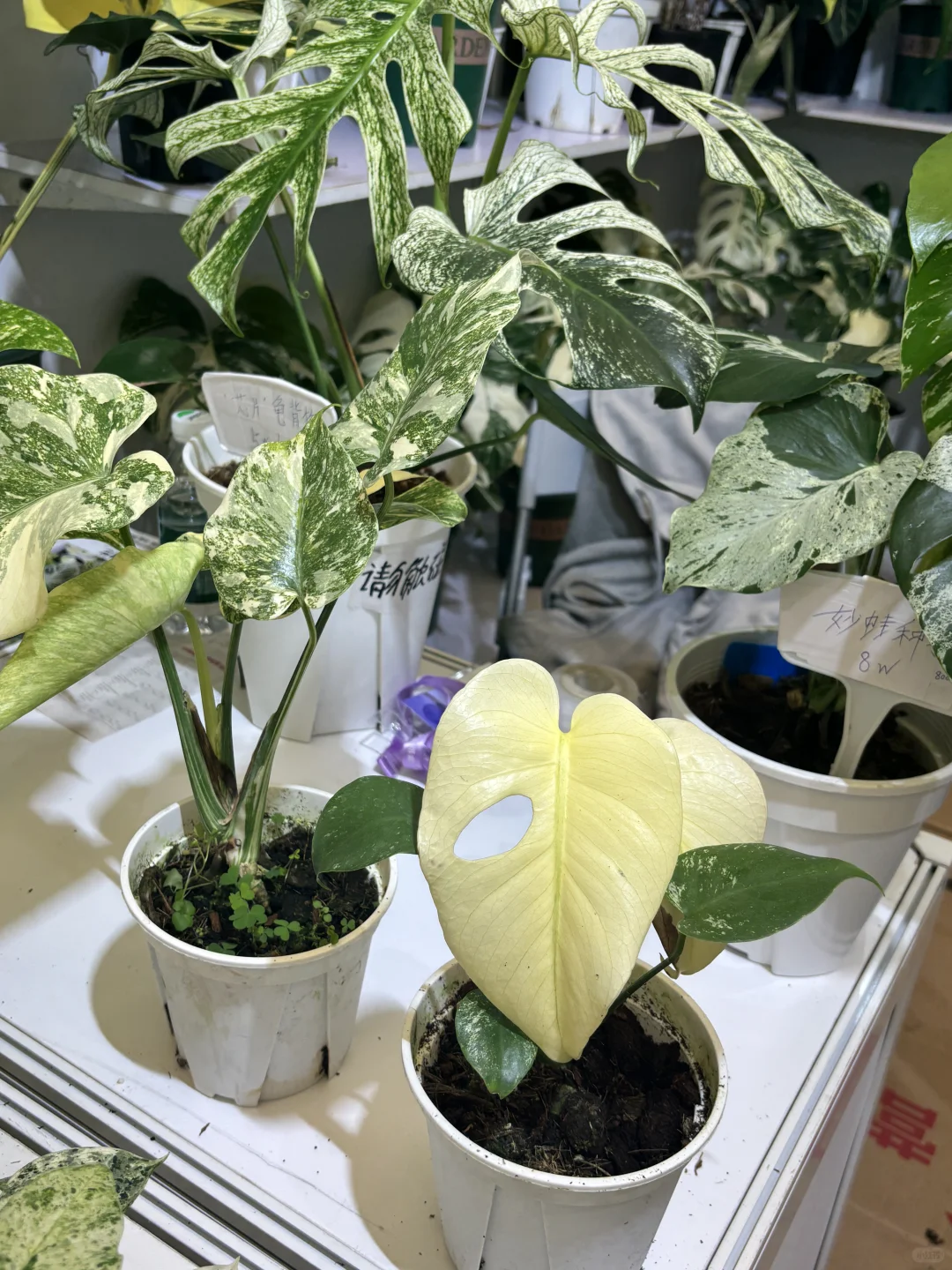 【?打卡领植物?｜中国国际花卉展览会E4C39】