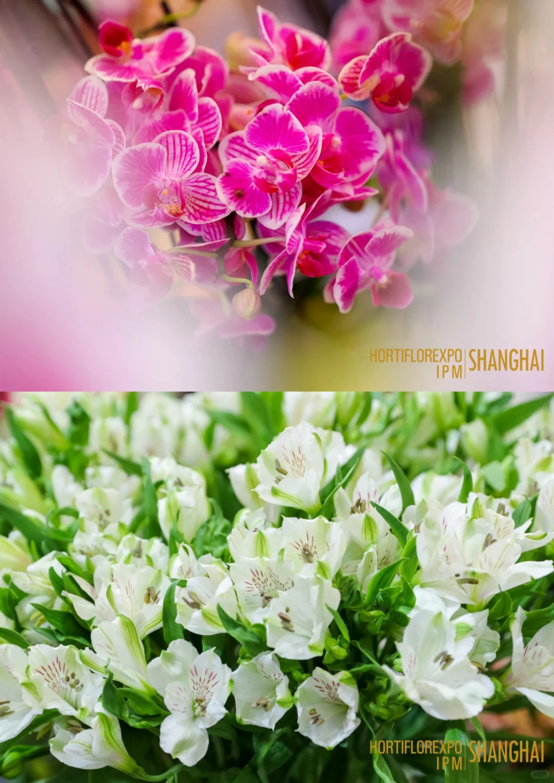 直击现场｜第27届中国国际花卉园艺展览会