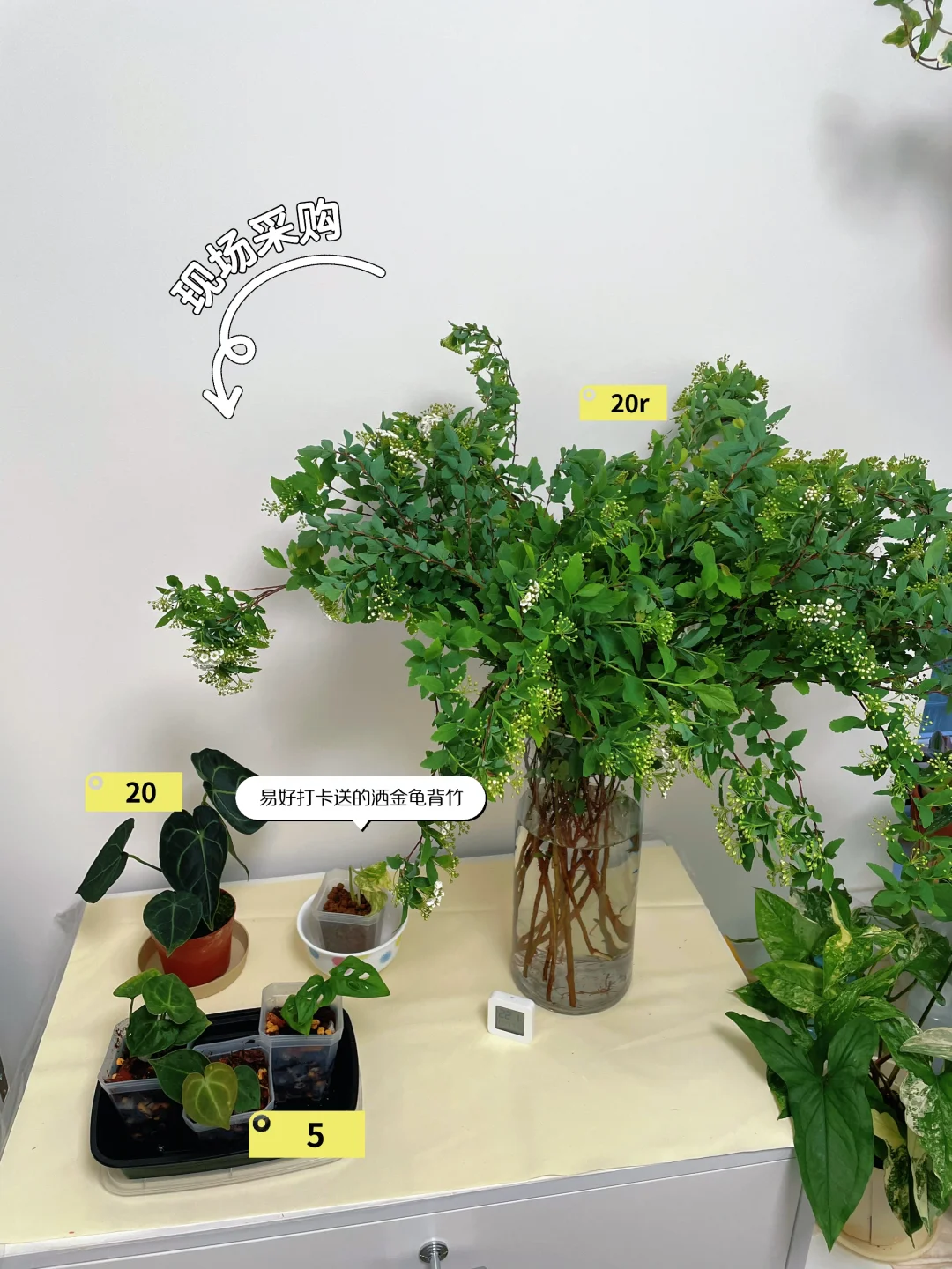 ?‍♀️‍➡️单人暴走2025上海国际花卉展