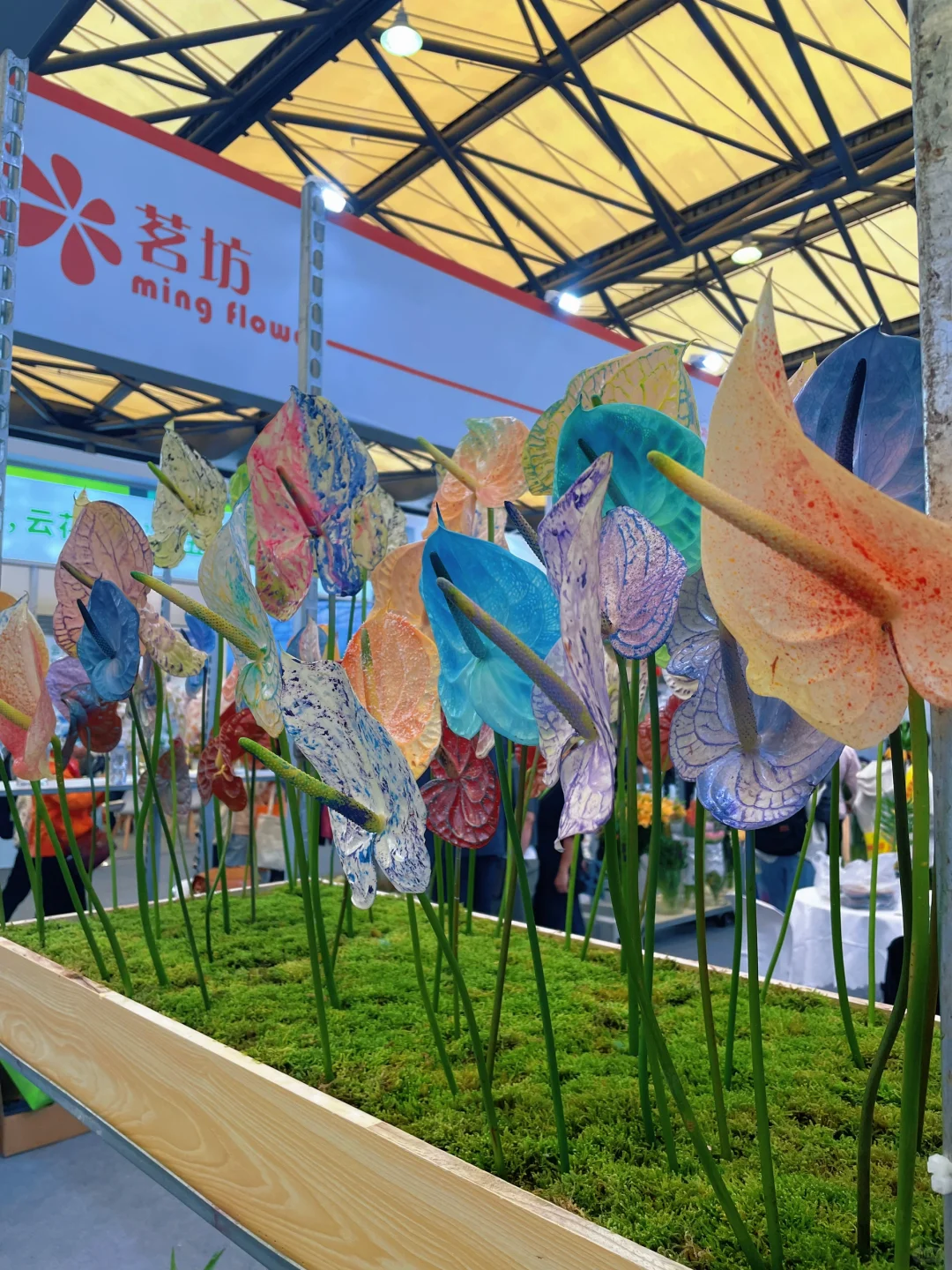 ?‍♀️‍➡️单人暴走2025上海国际花卉展