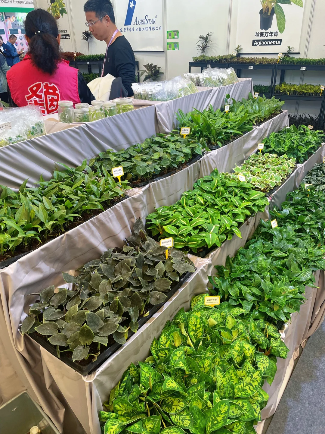 ?‍♀️‍➡️单人暴走2025上海国际花卉展