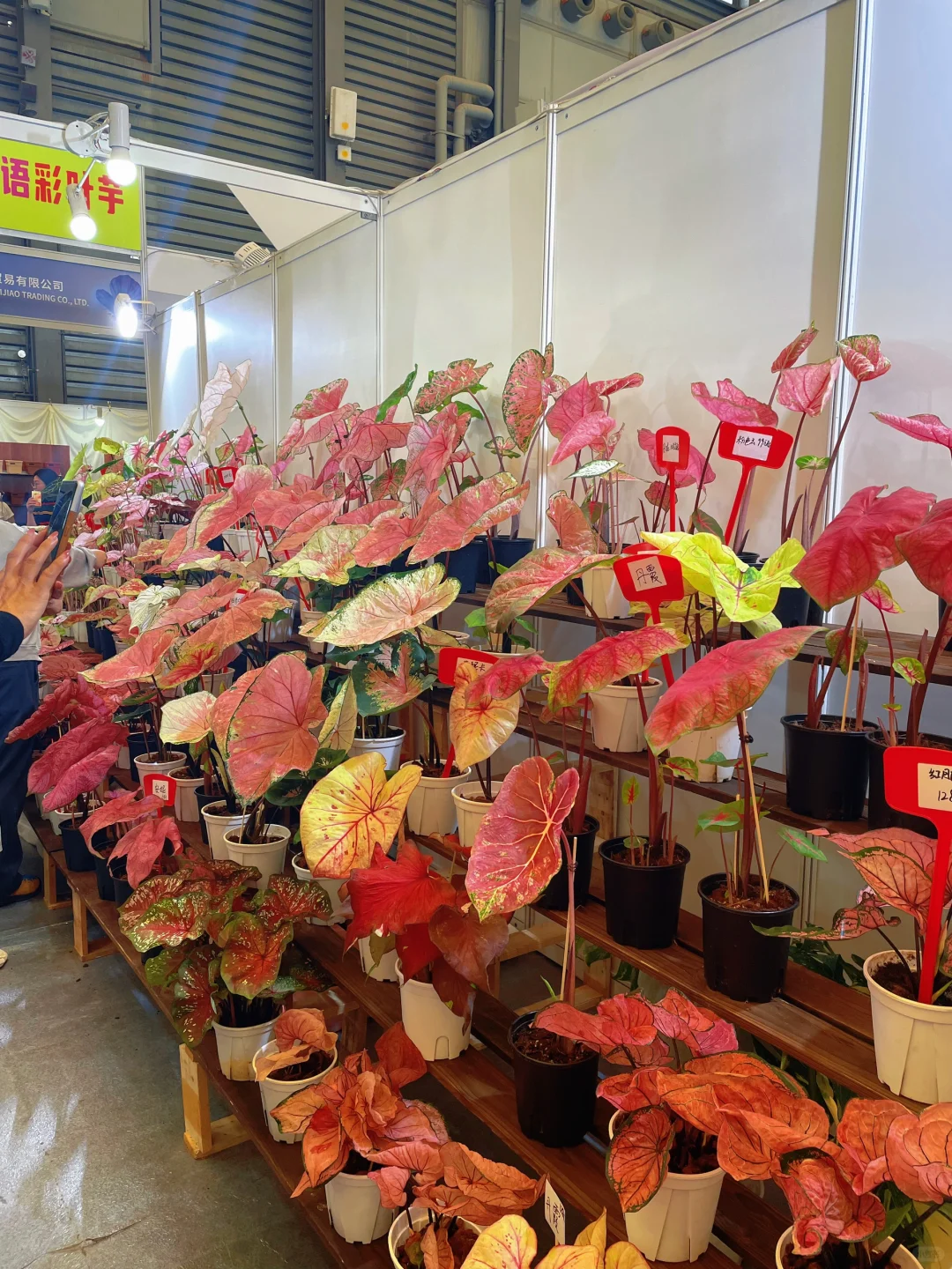 ?‍♀️‍➡️单人暴走2025上海国际花卉展