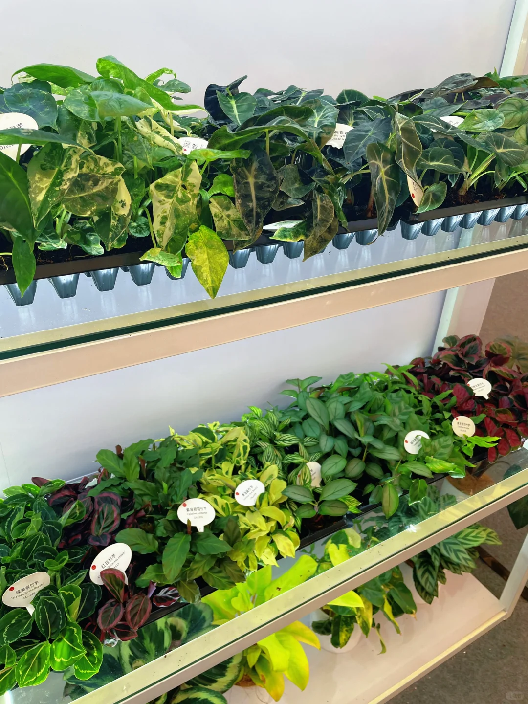 ?‍♀️‍➡️单人暴走2025上海国际花卉展