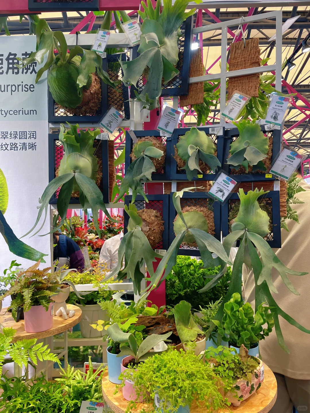 ?‍♀️‍➡️单人暴走2025上海国际花卉展