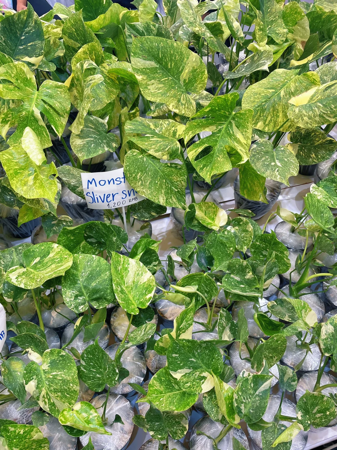 ?‍♀️‍➡️单人暴走2025上海国际花卉展