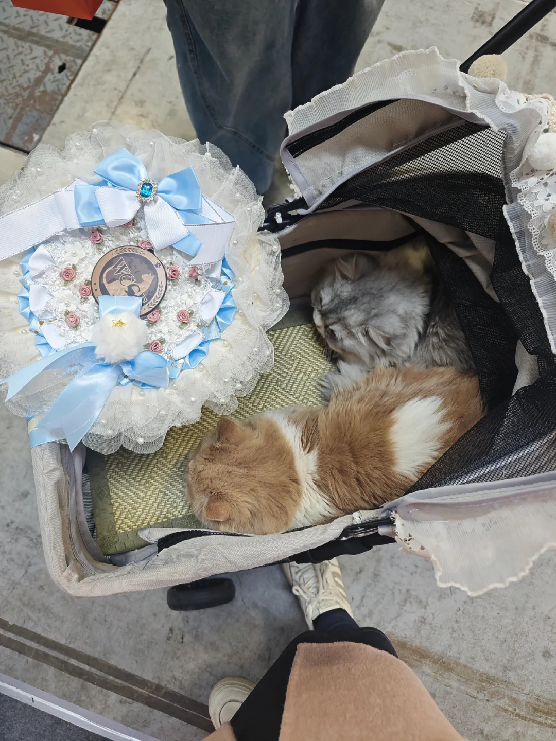 金诺亚太展会去了！羊毛薅了！