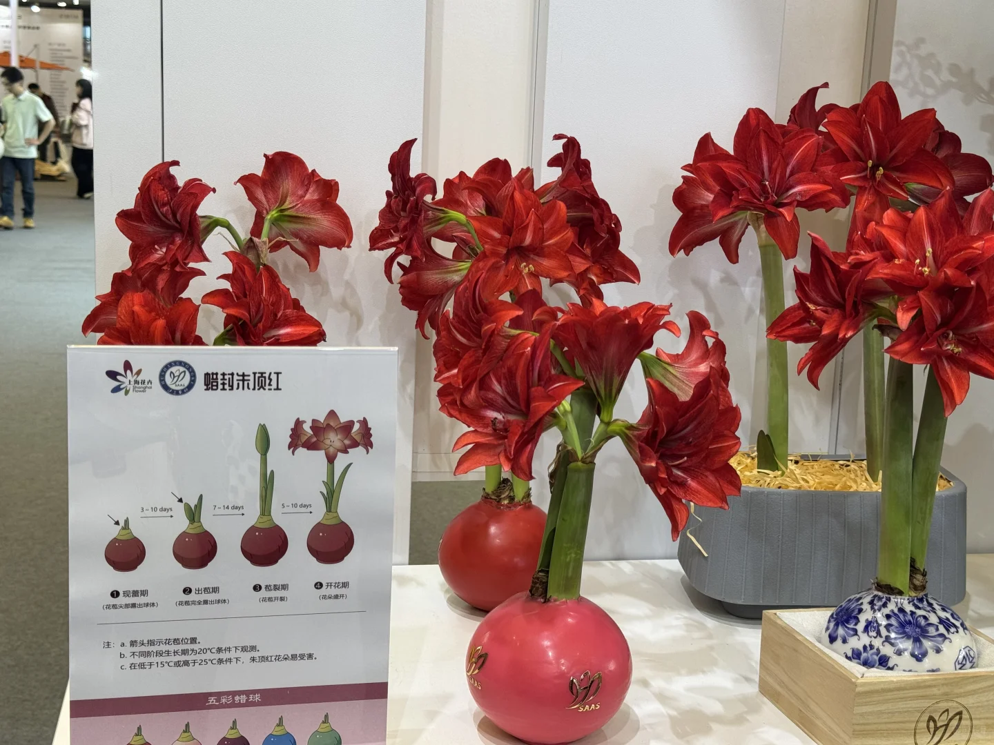 国际花卉园艺展览会，美