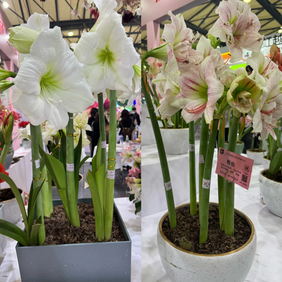 国际花卉园艺展览会，美