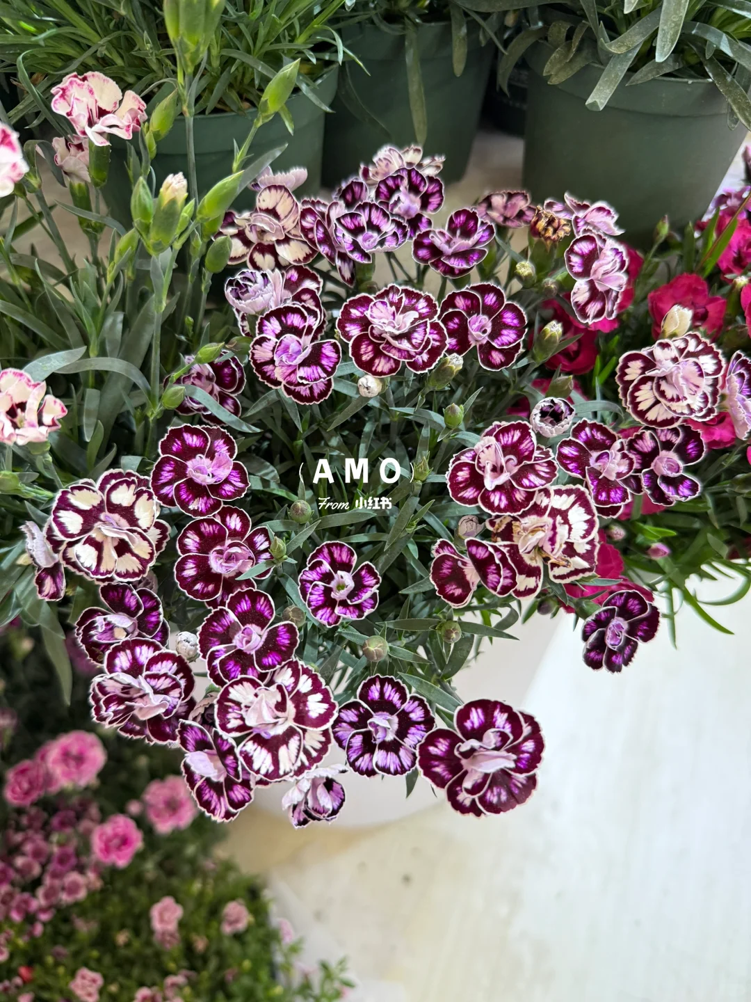 展会记录｜我在上海花展看到有意思的一些花