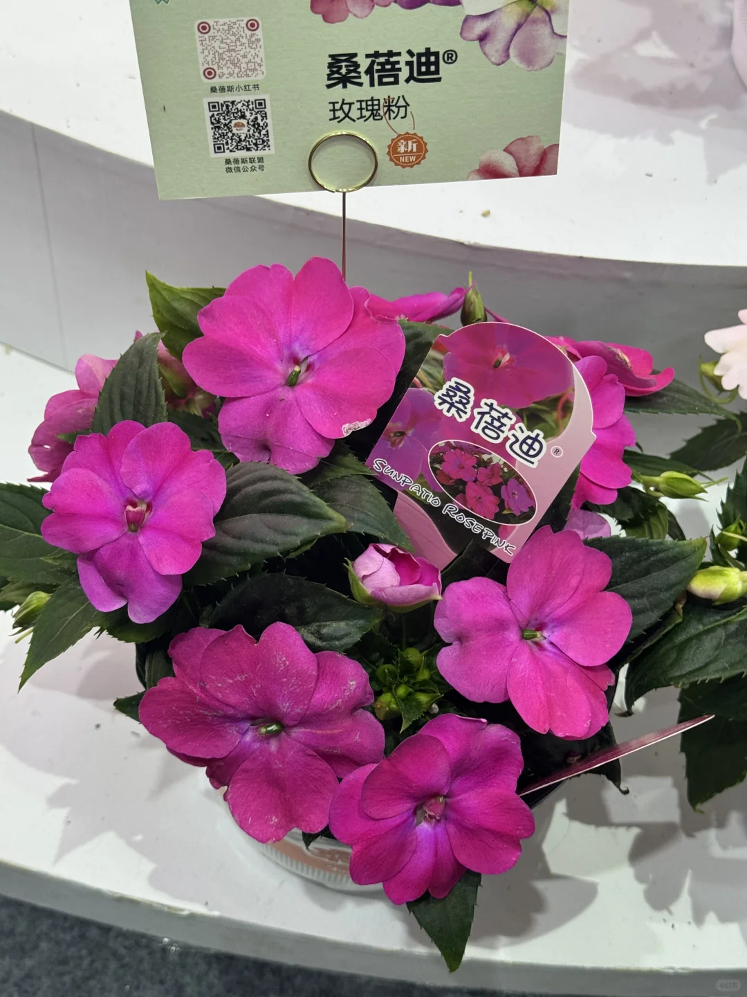 国际花卉园艺展览会，美