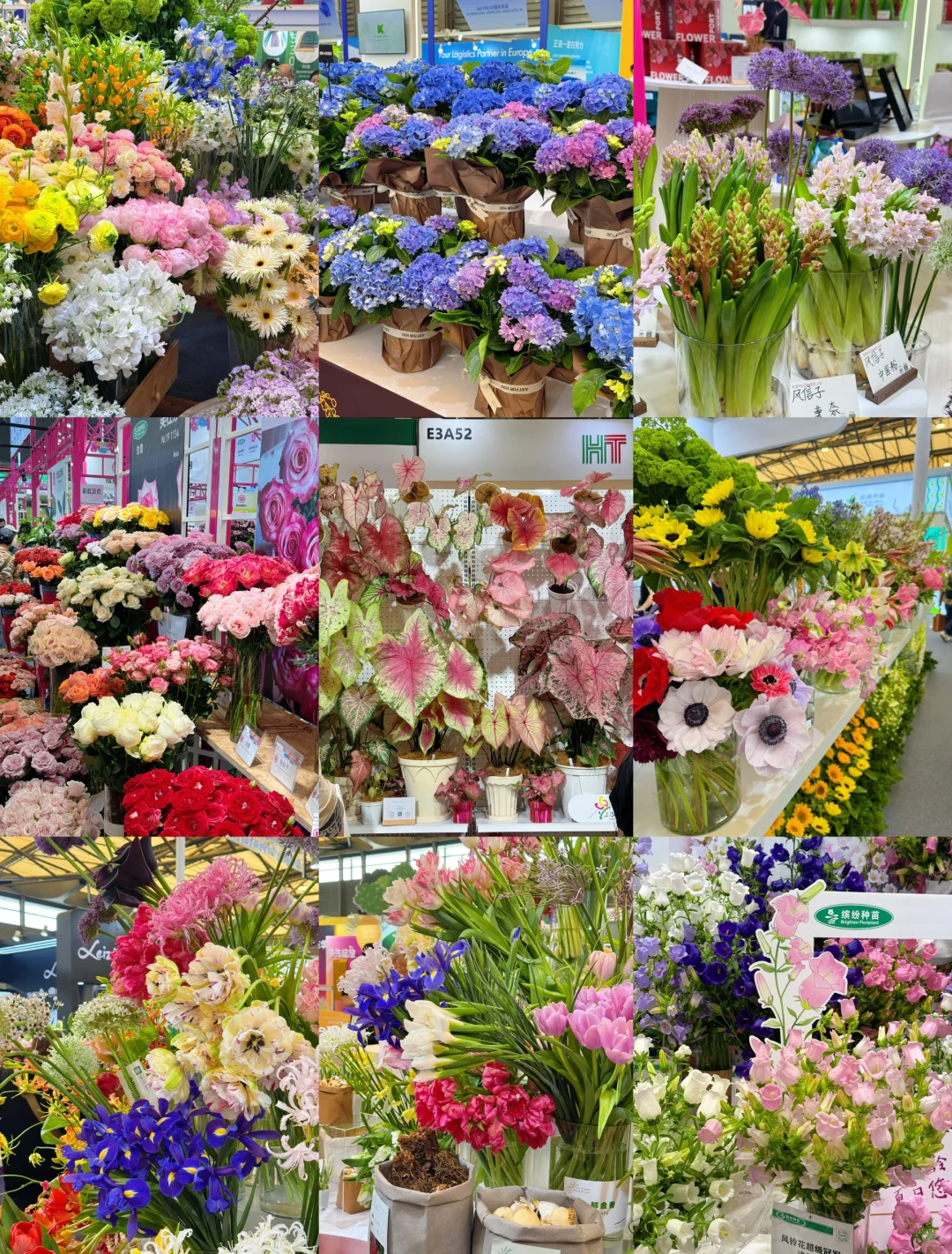 逛上海国际花展收获，附打卡攻略✅