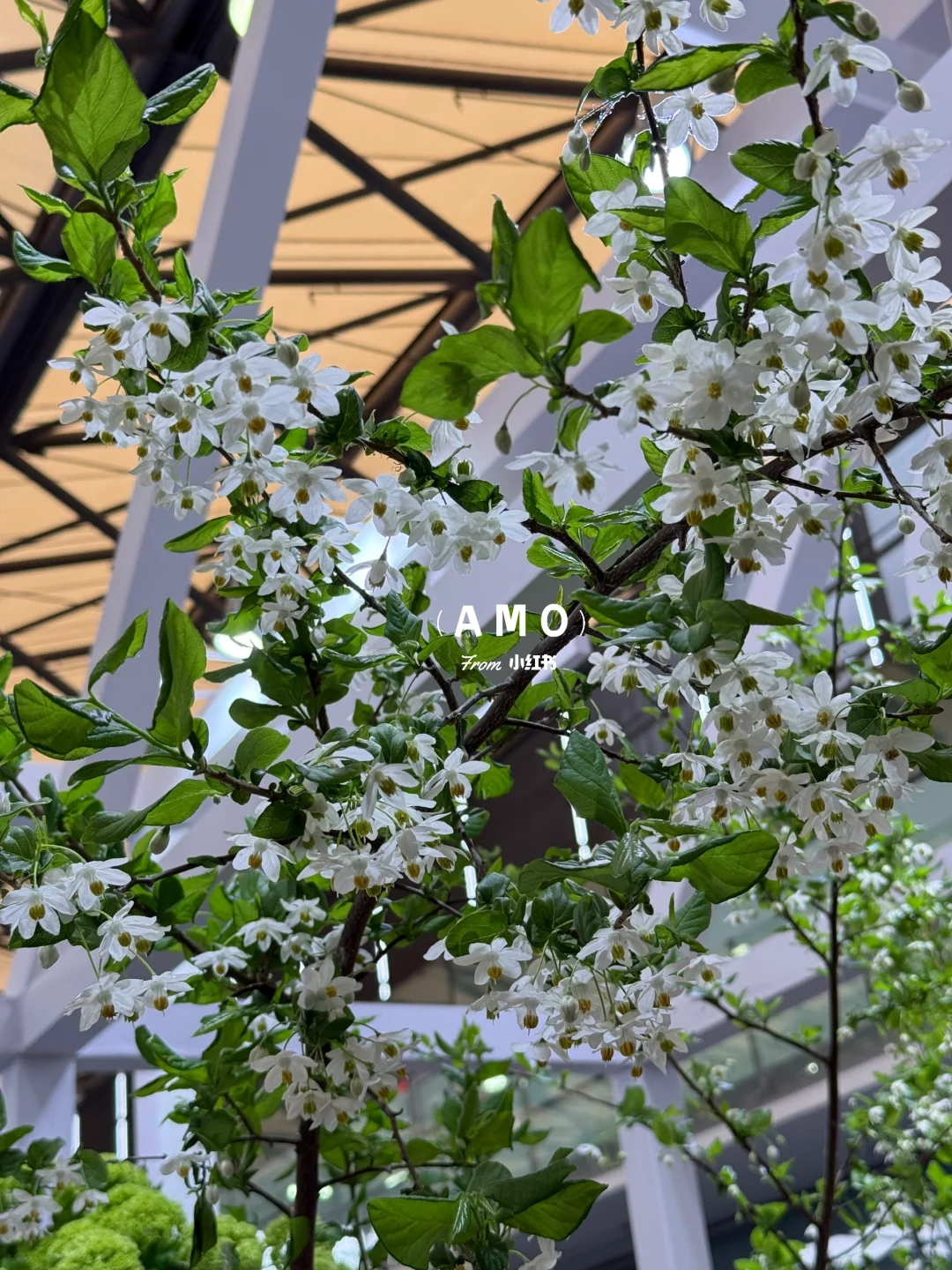 展会记录｜我在上海花展看到有意思的一些花