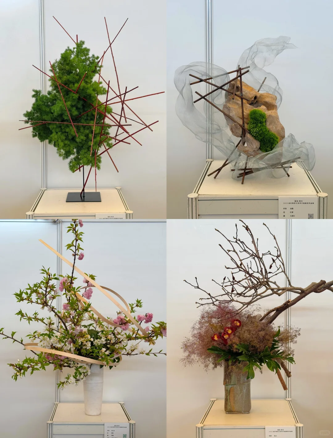 逛上海国际花展收获，附打卡攻略✅