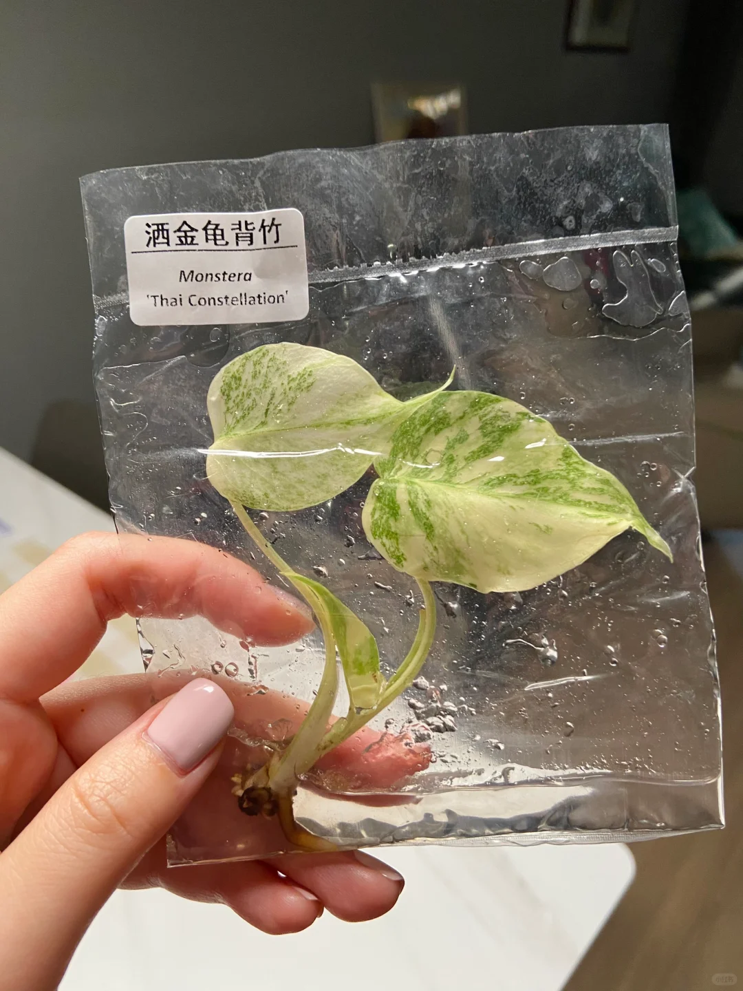 今日国际花卉展羊毛已累趴