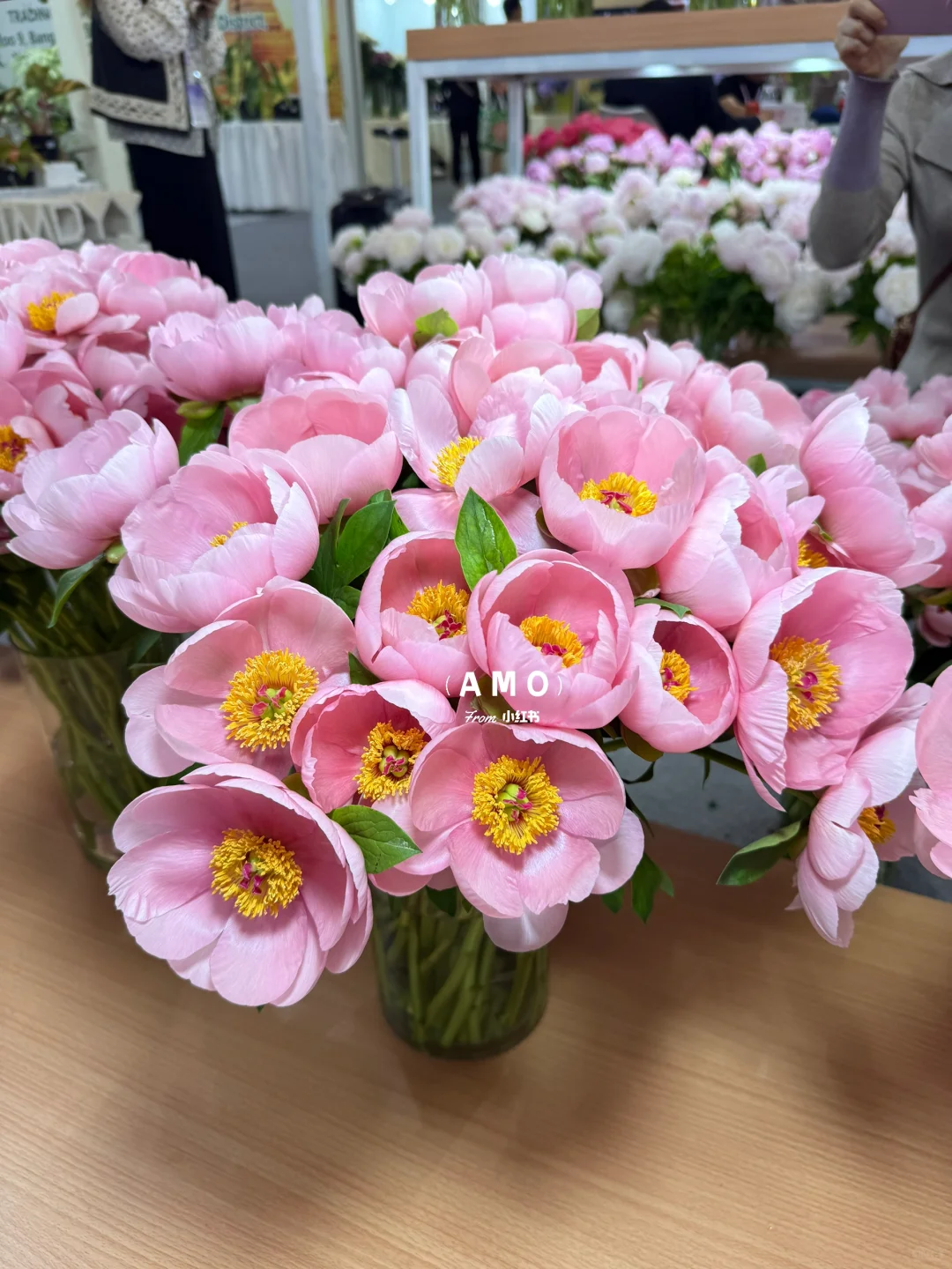 展会记录｜我在上海花展看到有意思的一些花