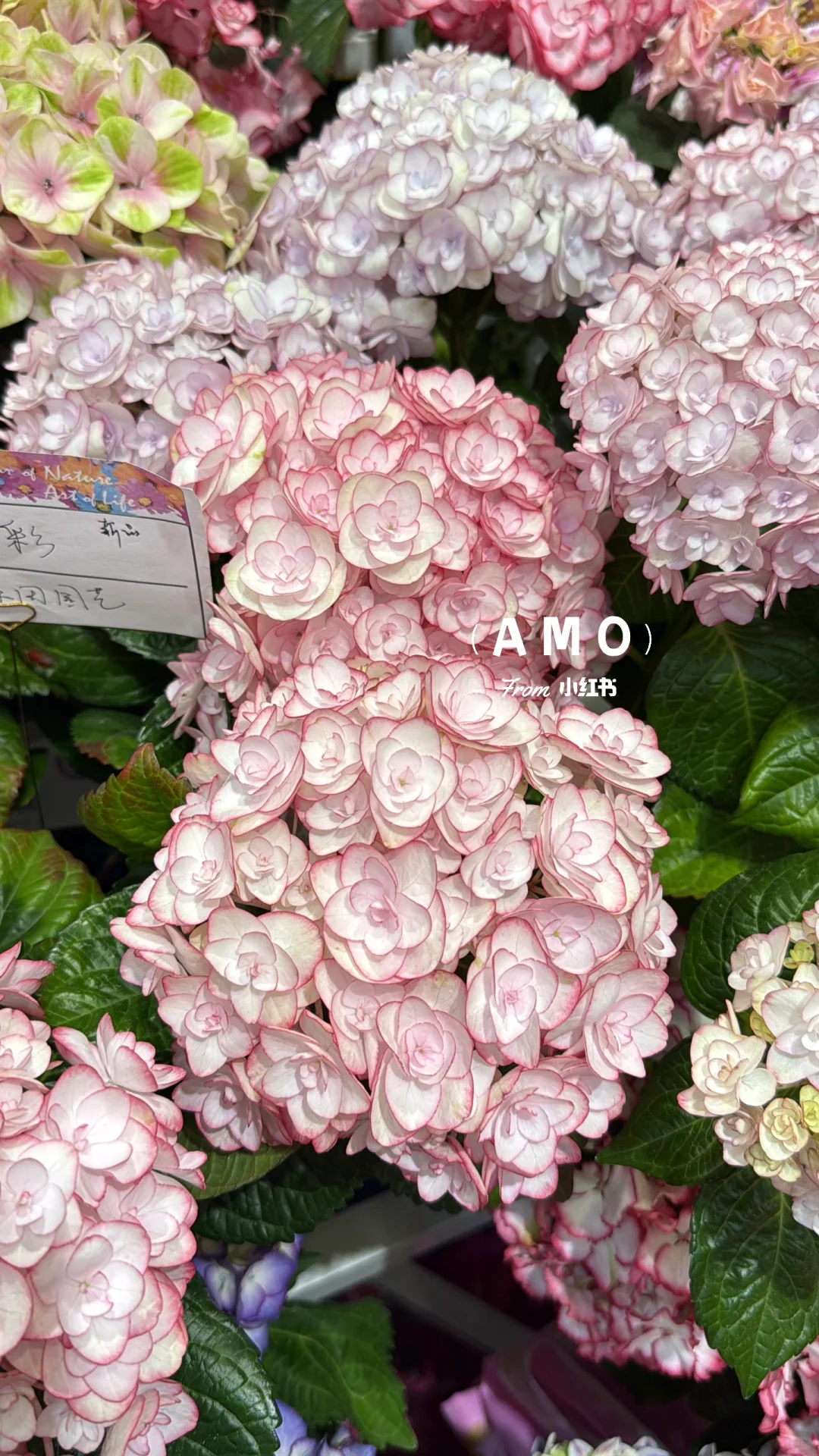 展会记录｜我在上海花展看到有意思的一些花