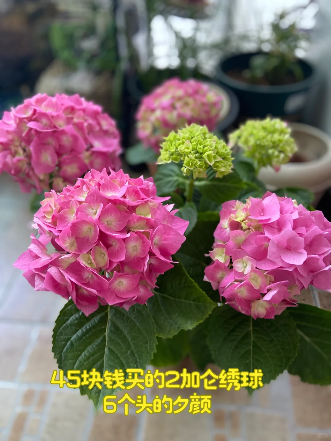 上海国际花卉展，羊毛去E1，买花草去E3&E4~