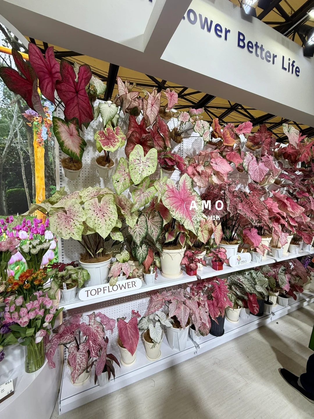 展会记录｜我在上海花展看到有意思的一些花