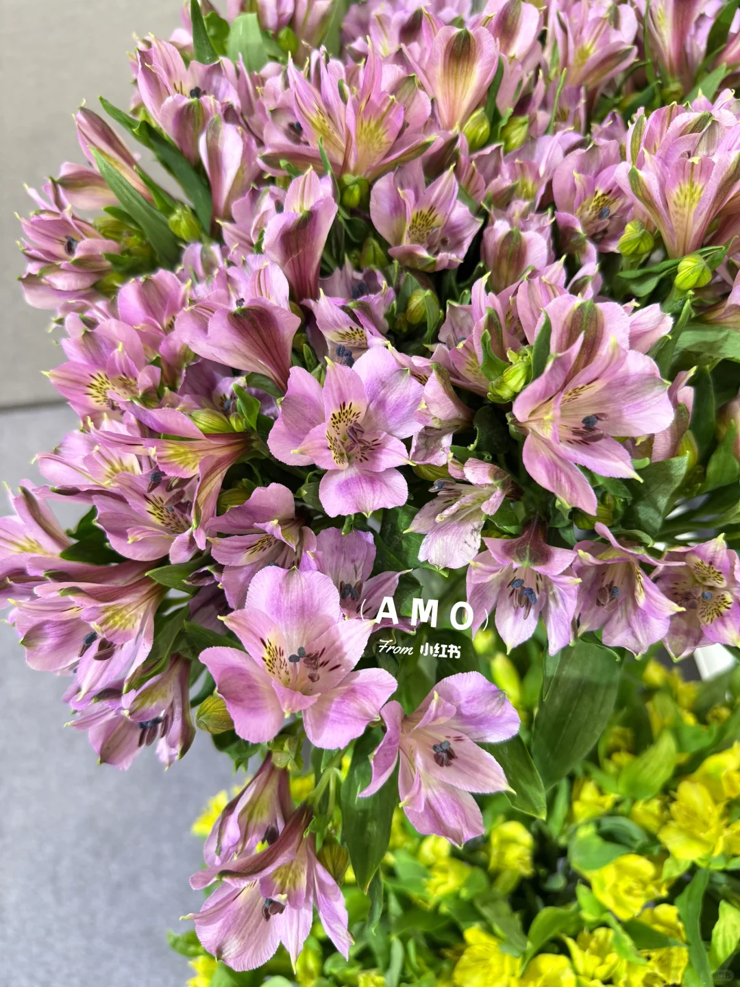 展会记录｜我在上海花展看到有意思的一些花