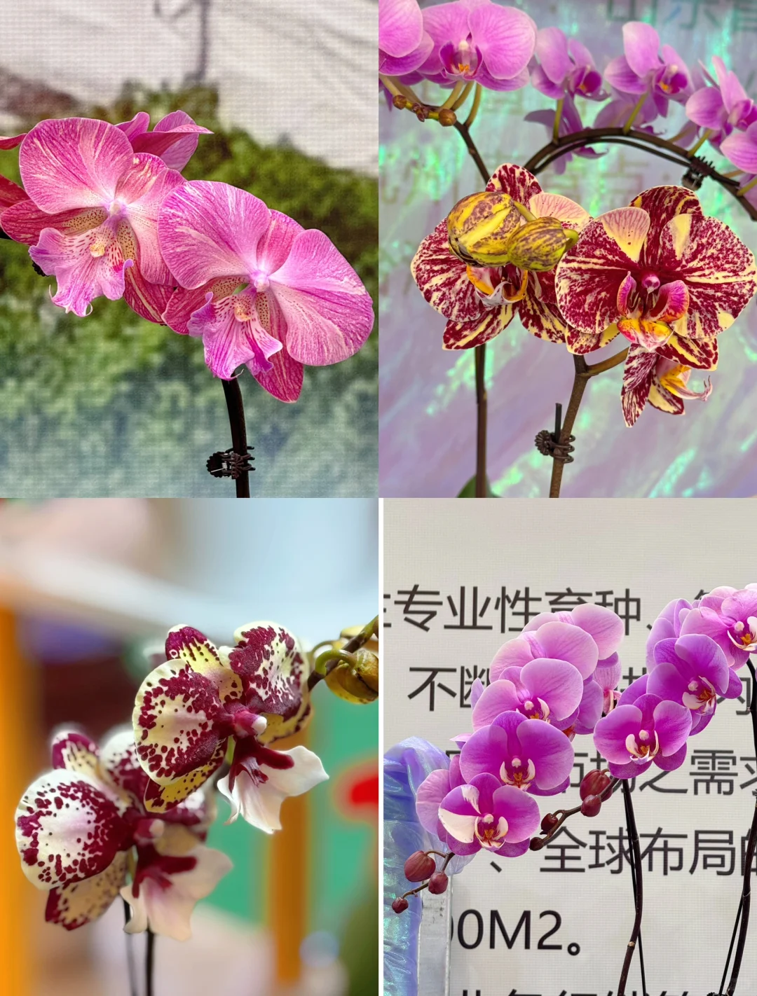 逛上海国际花展收获，附打卡攻略✅