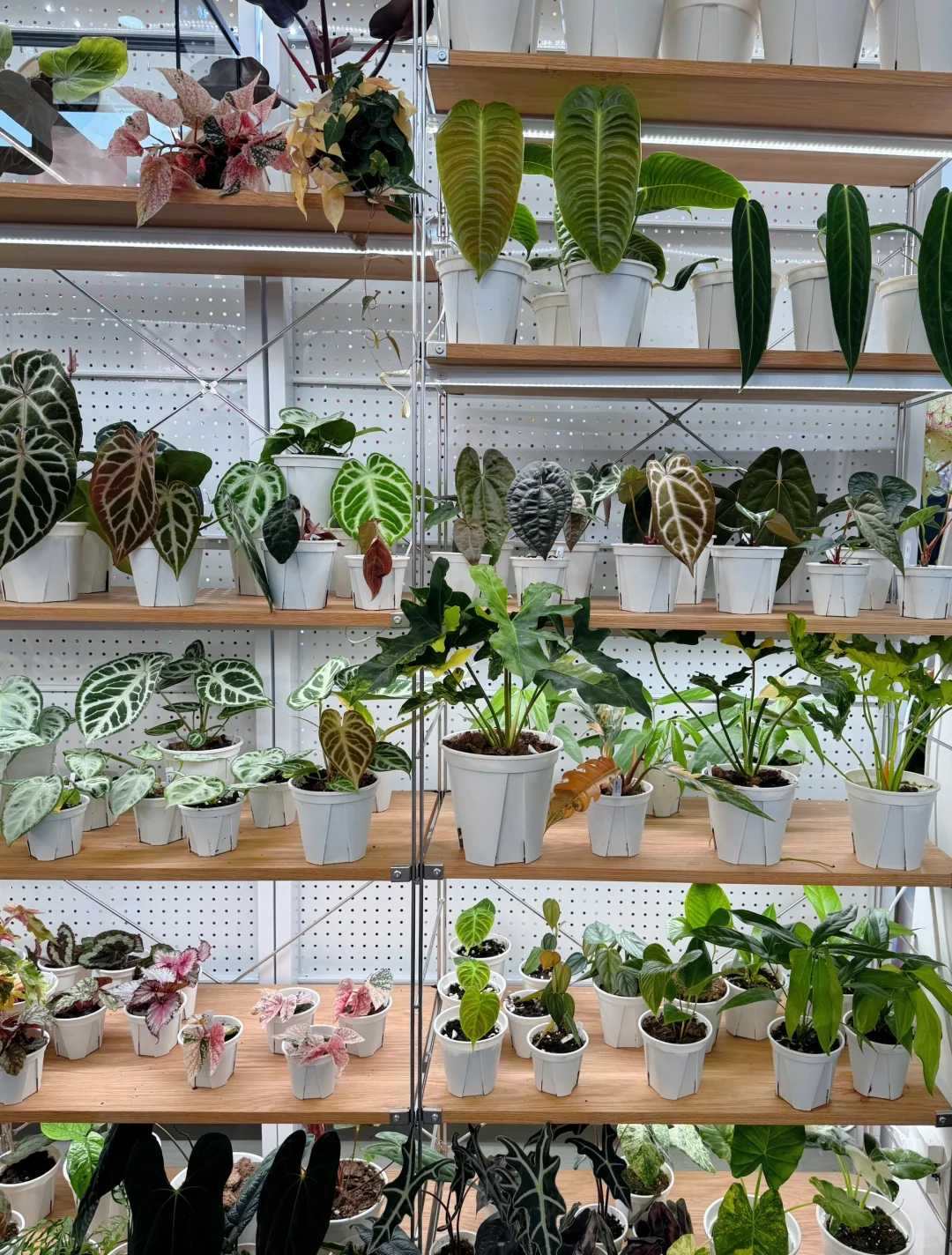 逛上海国际花展收获，附打卡攻略✅