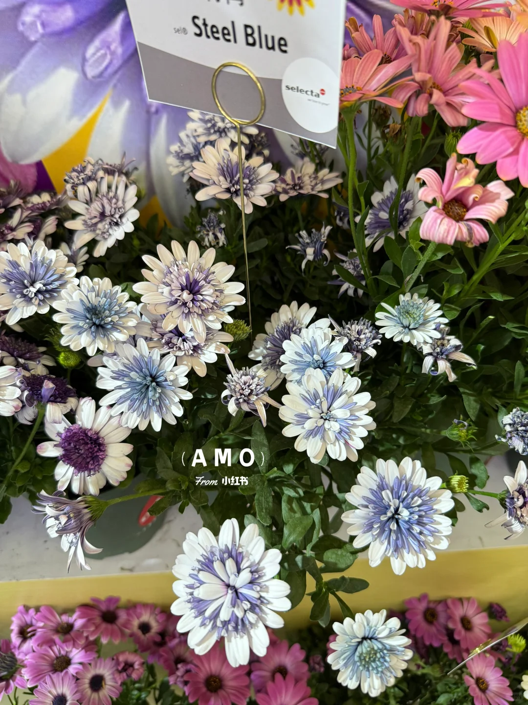 展会记录｜我在上海花展看到有意思的一些花