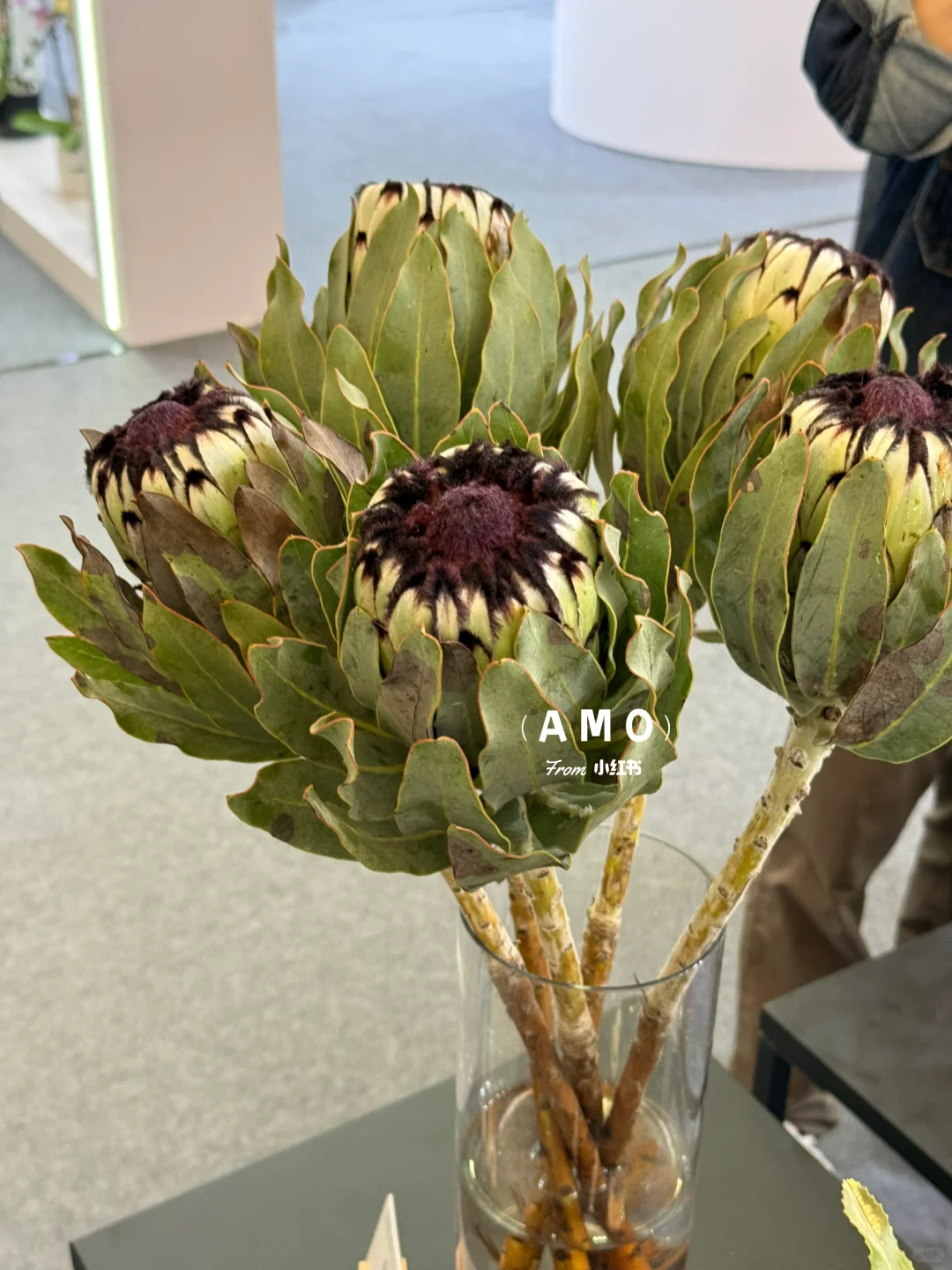 展会记录｜我在上海花展看到有意思的一些花