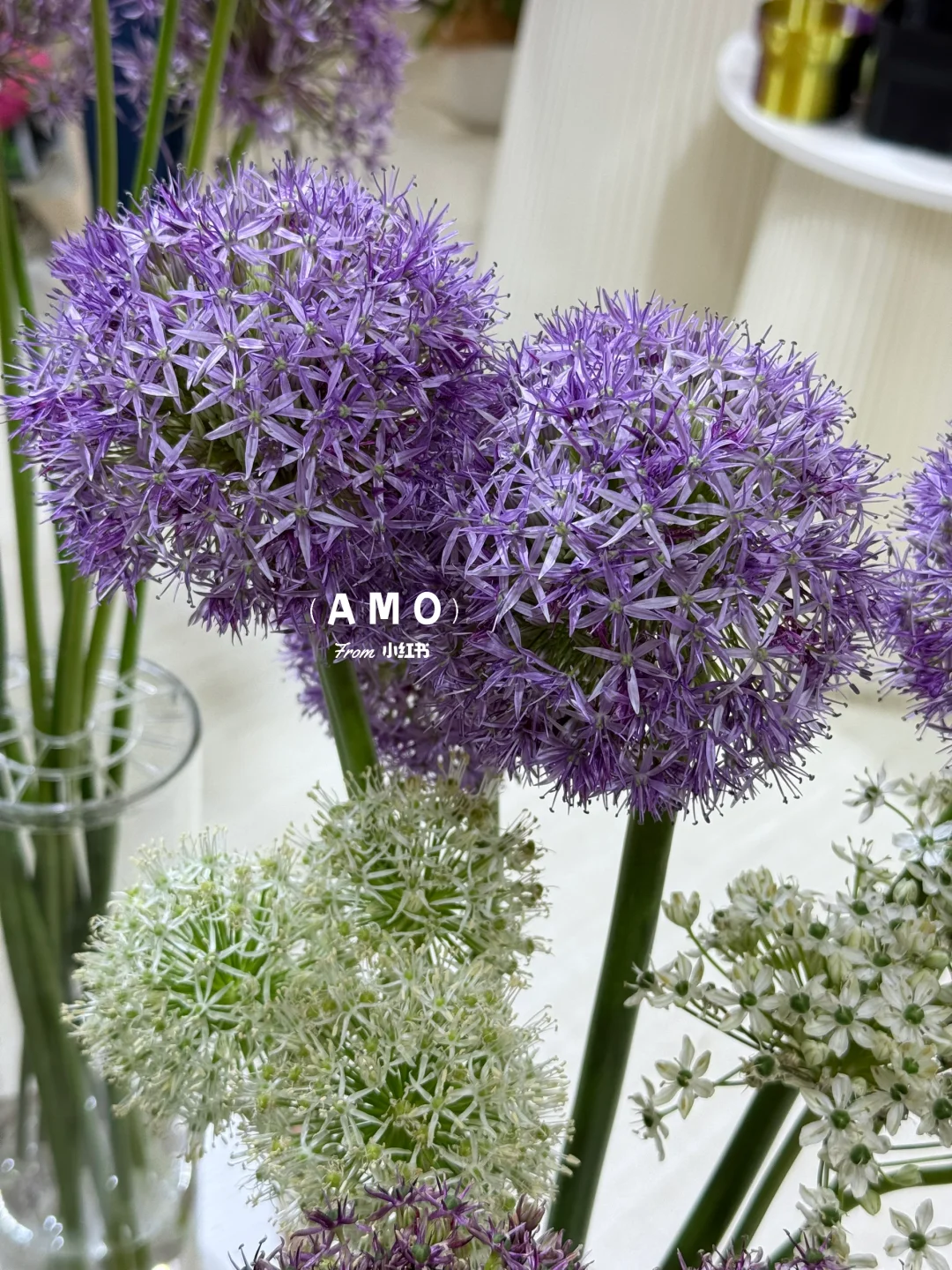 展会记录｜我在上海花展看到有意思的一些花