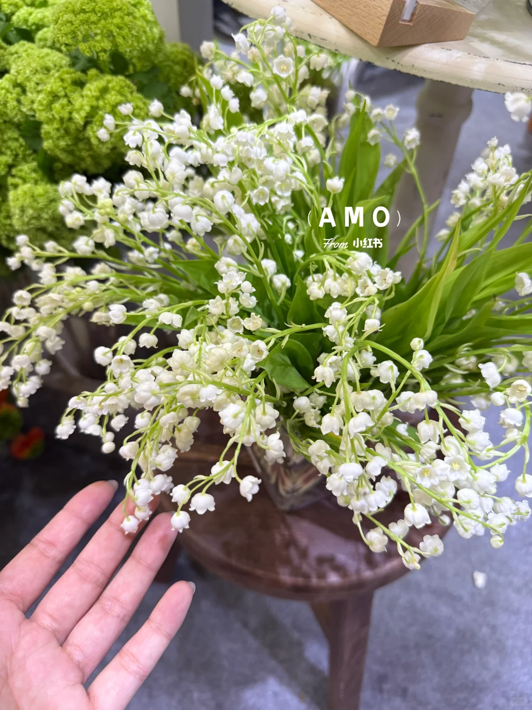 展会记录｜我在上海花展看到有意思的一些花