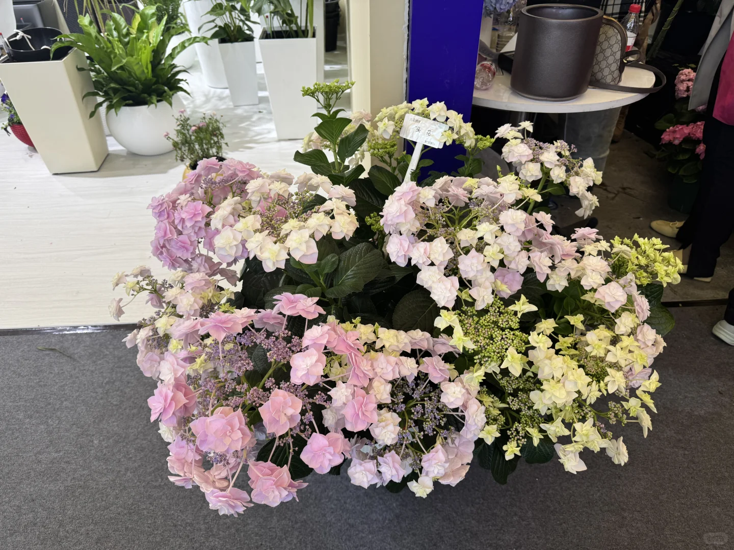 国际花卉园艺展览会，美