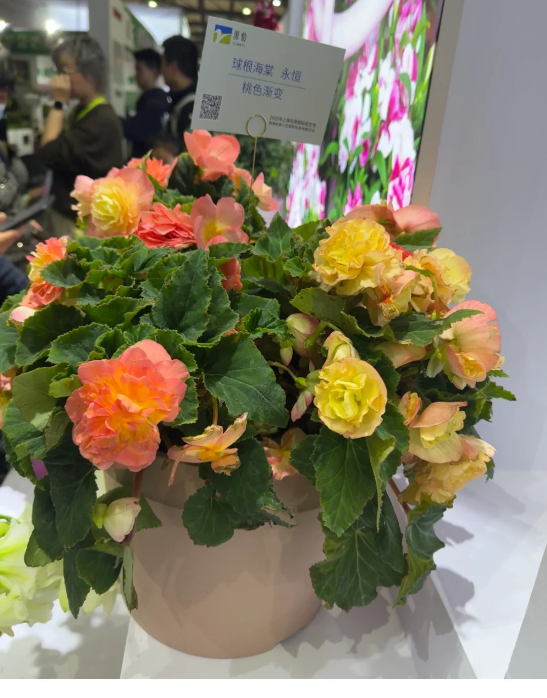 国际花卉园艺展览会，美