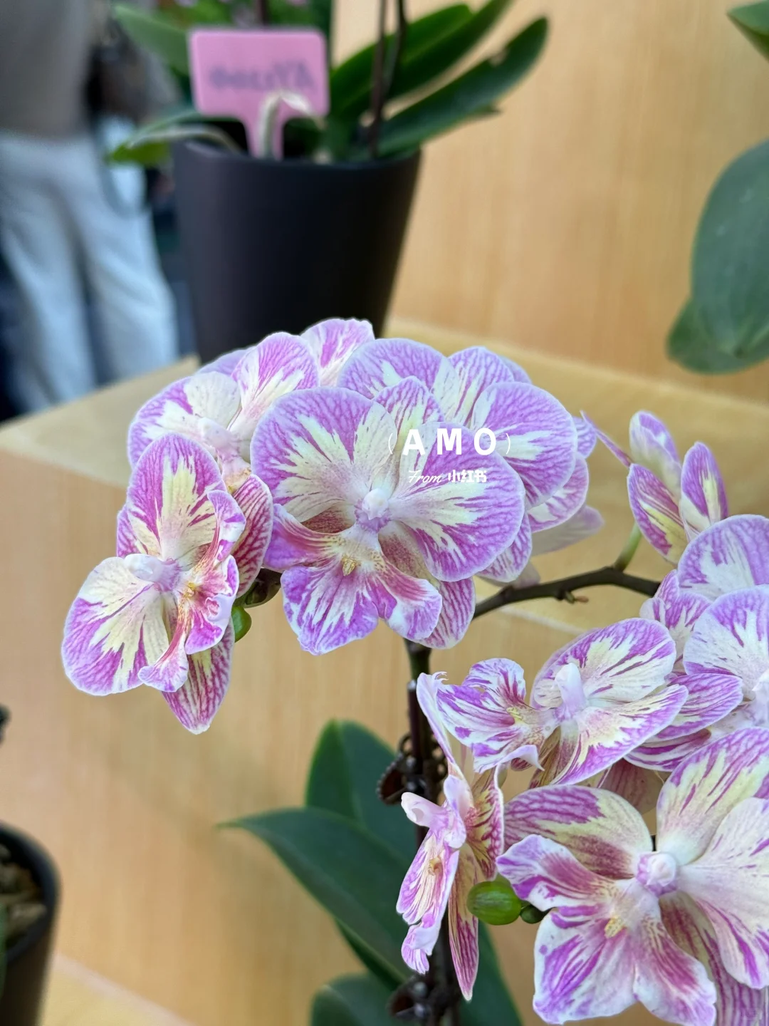 展会记录｜我在上海花展看到有意思的一些花