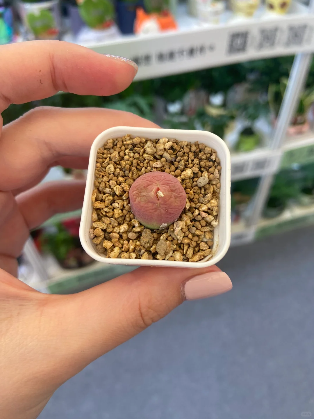 今日国际花卉展羊毛已累趴