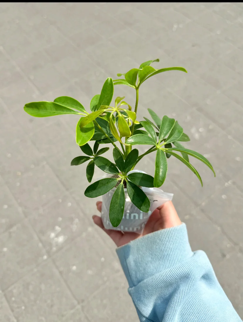 上海国际花卉展，羊毛去E1，买花草去E3&E4~