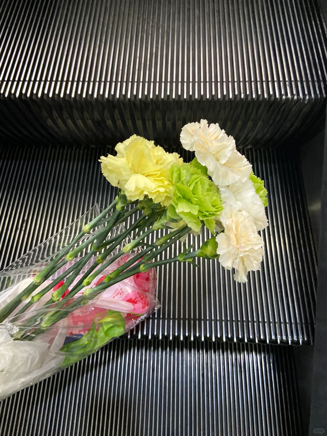 今日国际花卉展羊毛已累趴