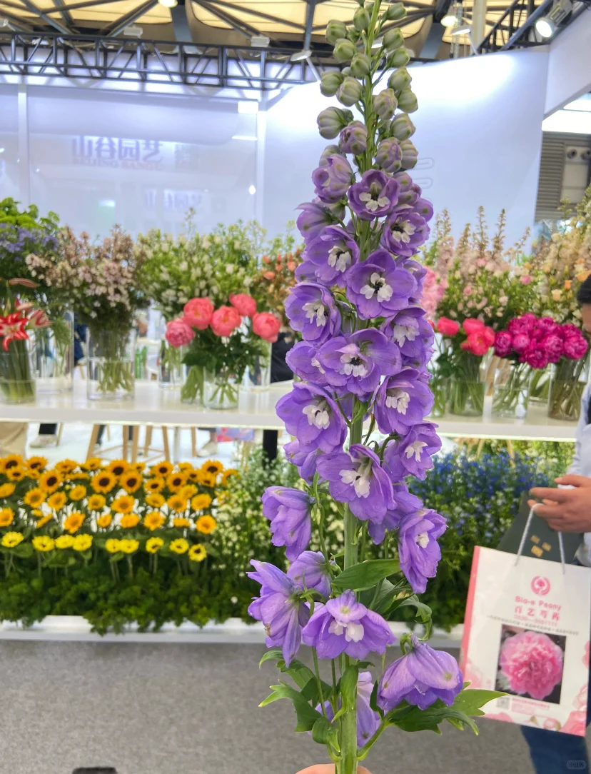 上海国际花卉展，羊毛去E1，买花草去E3&E4~
