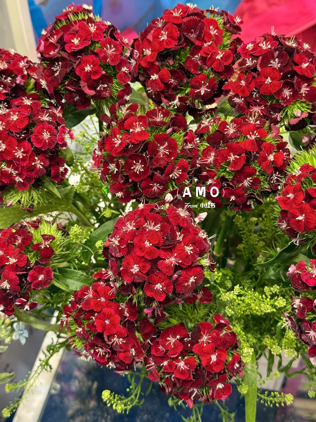 展会记录｜我在上海花展看到有意思的一些花