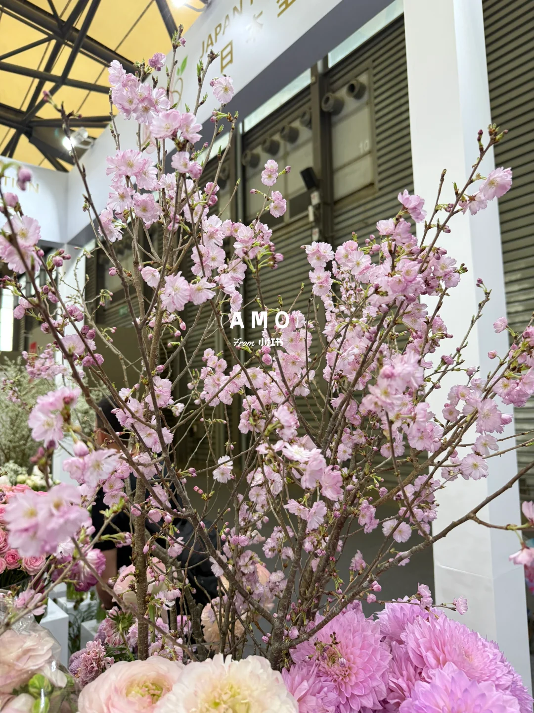 展会记录｜我在上海花展看到有意思的一些花